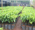 Vườn cây giống phục vụ  tái canh ở Viện KHKT nông lâm nghiệp Tây nguyên.