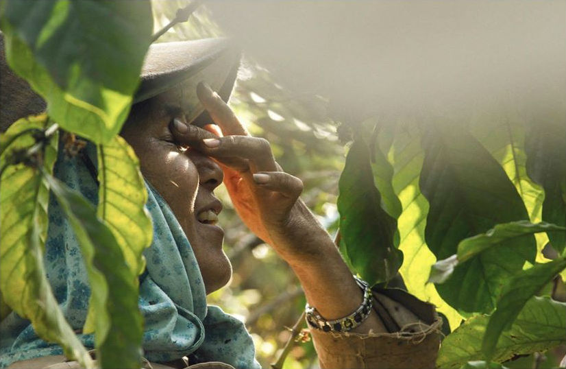 Yêu lắm hạt cà phê 