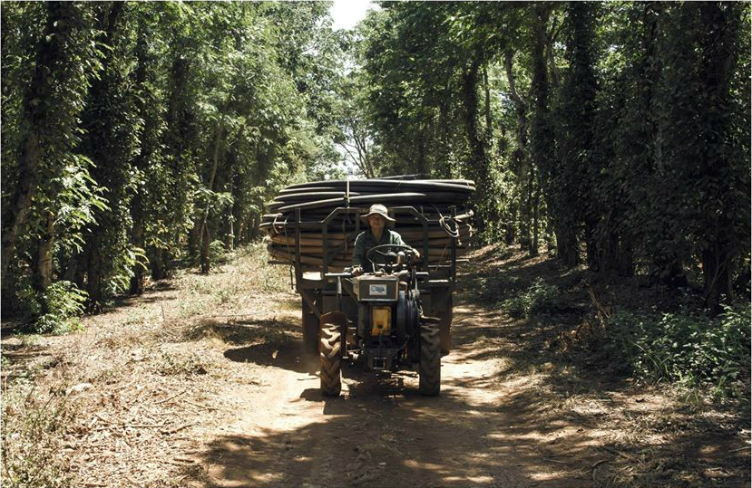 Yêu lắm hạt cà phê 
